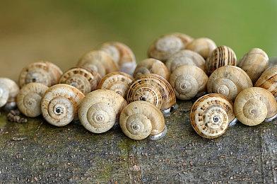 模拟经营游戏《超级赚钱的网络游戏模拟器》Steam页面上线 发售日待定